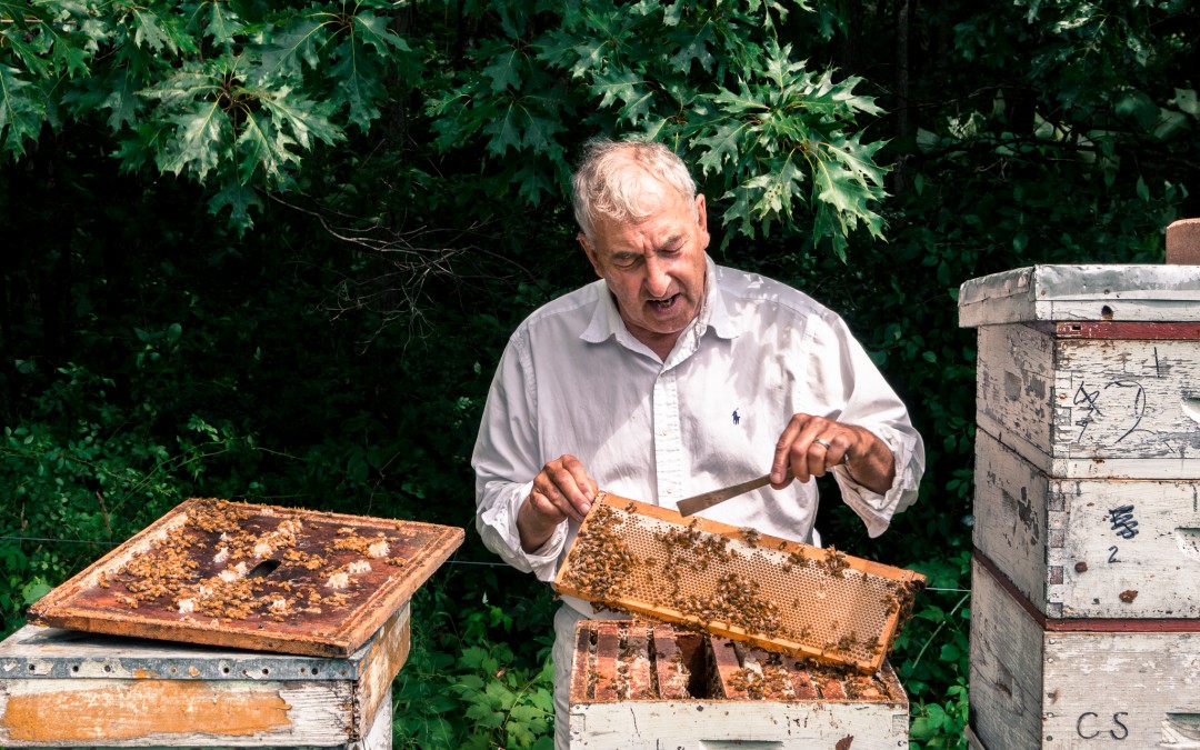 Beekeeping for Beginners Workshop March 2019